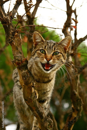 Portrait curious scottish Wild cat (Felis Silvestris Grampia) hunting in tree. Three-colored wild cat with big green eyes. Beautiful tortoise wild cat looking interested on bird. Close-up of wild cat. photo