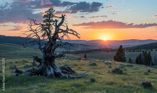 A dead tree at sunset in the backcountry photo