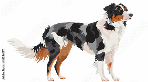Happy dog of Border Collie breed. Cute canine animal