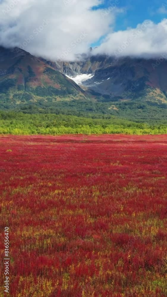Flying over blooming flowers Ivan tea or Willow-herb near Vachkazhets volcano on Kamchatka peninsula. Vertical video Flying over blooming flowers Ivan tea or Willow-herb near Vachkazhets volcano on Kamchatka peninsula. Vertical video