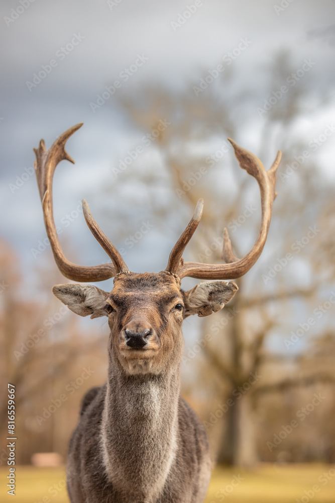 Vertical Portrait of European Fallow Deer in Czech Republic. Beautiful Shallow Depth of Field of Furry Mammal with Antlers in Europe. Vertical Portrait of European Fallow Deer in Czech Republic. Beautiful Shallow Depth of Field of Furry Mammal with Antlers in Europe.