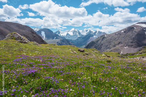 Colorful flowers on sunlit meadow with view to three large snow peaked tops. Scenic landscape with vivid flowering in alpine valley against few big snowy pointy peaks far away. Lovely vast scenery. photo