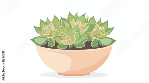 Home succulent with big leaves growing in planter