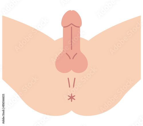 Photos 男性の股間を下から見た図　男性生殖器　構造