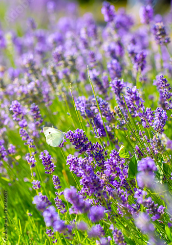 Butterflies on spring lavender flowers under sunlight. Beautiful landscape of nature with a panoramic view. Hi spring. long banner