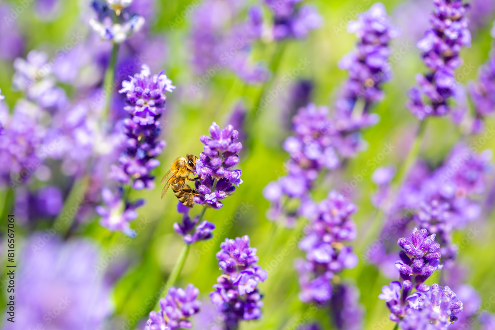 Spring lavender flowers under sunlight. Bees pollinate flowers and collect pollen. Lavender honey. Beautiful landscape of nature with a panoramic view. Hi spring. long banner Spring lavender flowers under sunlight. Bees pollinate flowers and collect pollen. Lavender honey. Beautiful landscape of nature with a panoramic view. Hi spring. long banner