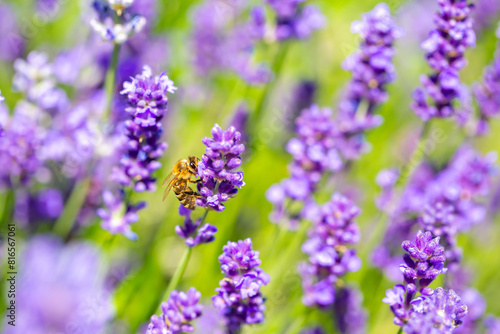 Spring lavender flowers under sunlight. Bees pollinate flowers and collect pollen. Lavender honey. Beautiful landscape of nature with a panoramic view. Hi spring. long banner