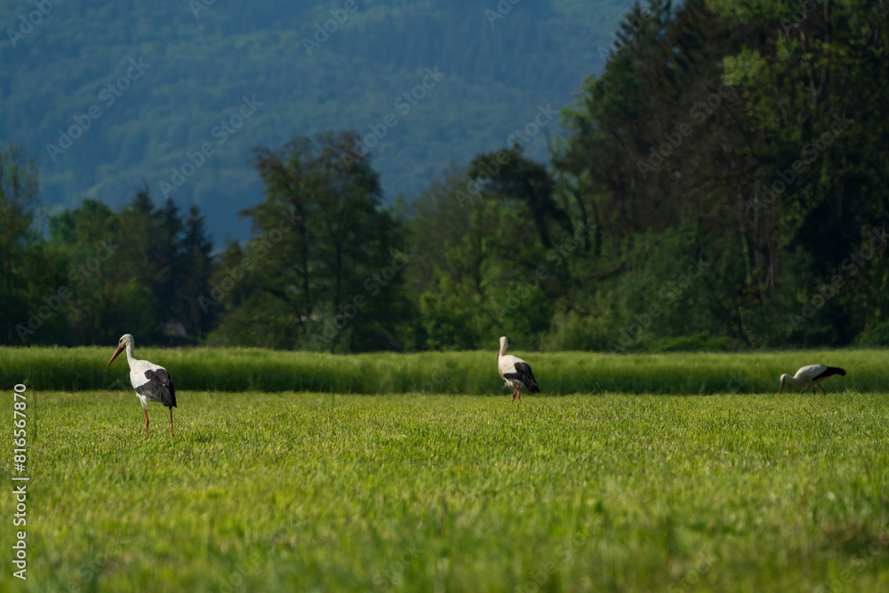 Stork at the green grass and search for food while he gentle walk along the nature Stork at the green grass and search for food while he gentle walk along the nature