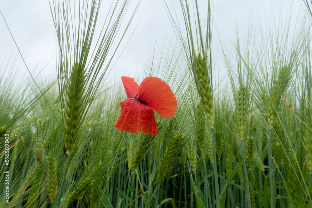 Poppy Papaver