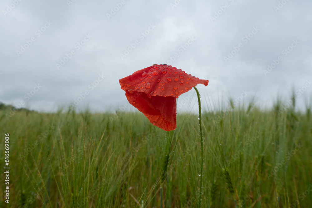 Poppy Papaver