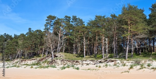 Pine forest by the sea. Sandy shore. Seascape. Panoramic photo.