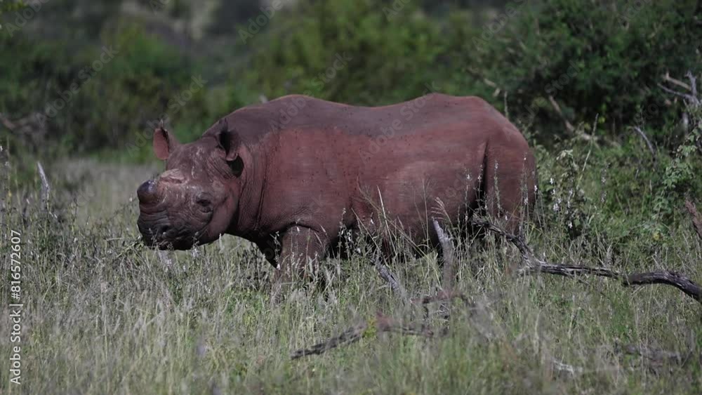 Rhino in the wild Rhino in the wild