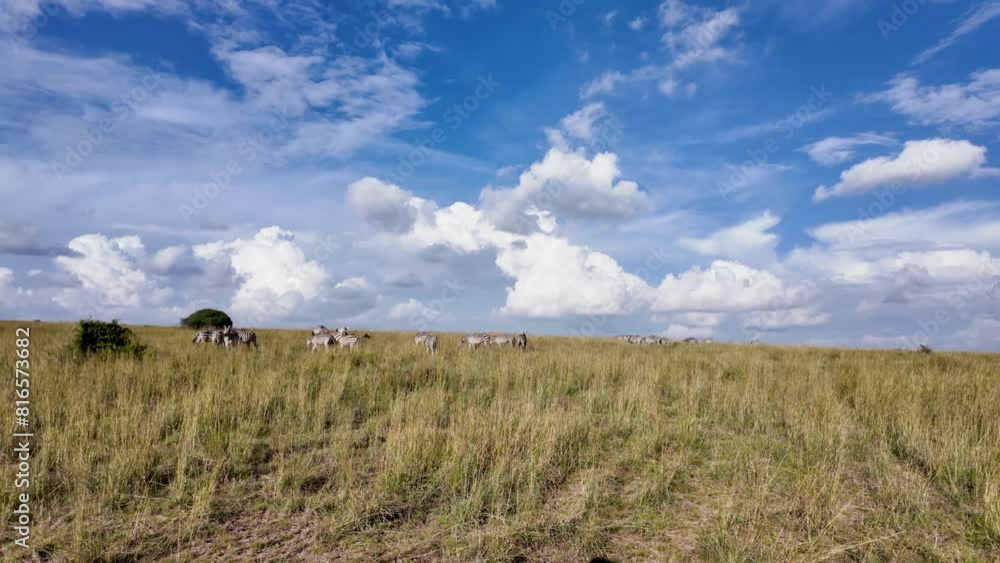 Wide shot of tall Savanna and Zebras Wide shot of tall Savanna and Zebras