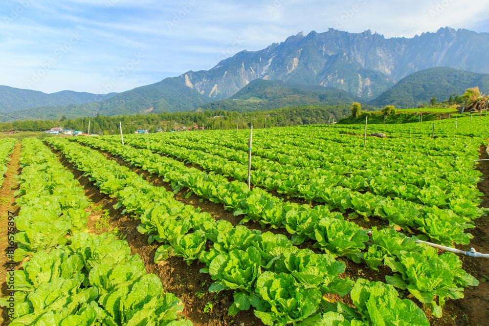 Kundasang Sabah landscape with cabbage farm and Mount Kinabalu at far background during morning. Kundasang Sabah landscape with cabbage farm and Mount Kinabalu at far background during morning.