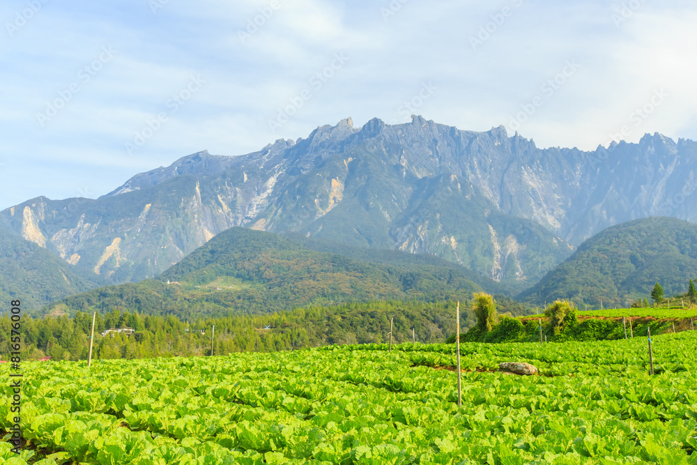 Kundasang Sabah landscape with cabbage farm and Mount Kinabalu at far background during morning. Kundasang Sabah landscape with cabbage farm and Mount Kinabalu at far background during morning.