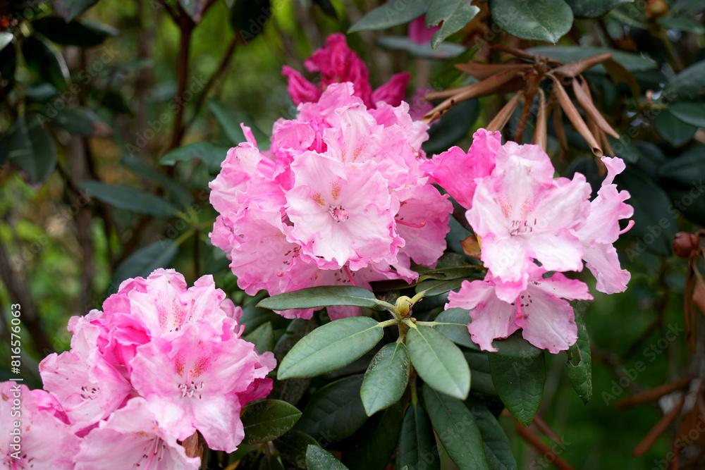 Obraz premium しゃくなげの花