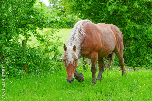 Pferde auf der Weide in der Natur  photo