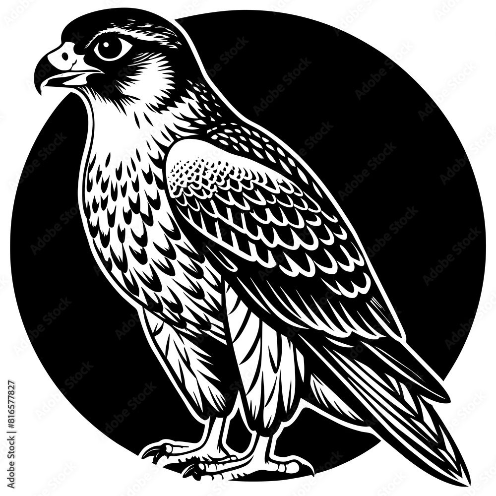 Fototapeta premium silhouette-of-falcon