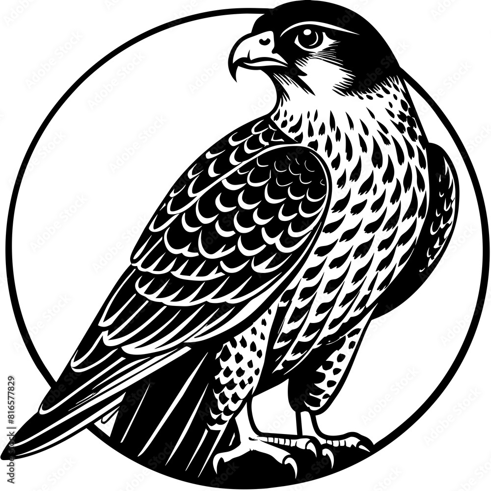 Fototapeta premium silhouette-of-falcon