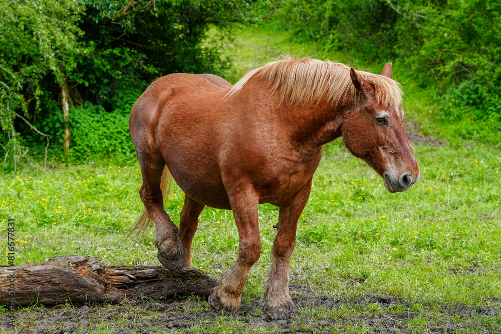Fototapeta premium Pferde auf der Weide in der Natur 
