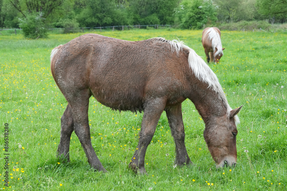Pferde auf der Weide in der Natur Pferde auf der Weide in der Natur