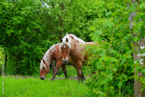 Pferde auf der Weide in der Natur 