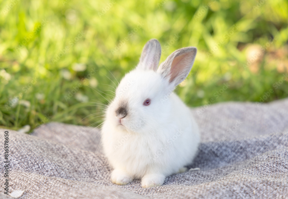 bunny rabbit with isolated with small flowers vase or outside on picnic blanket, smartphone with green screen,chroma key.animal in bed is sleeping.pet on table desk,back view. bunny rabbit with isolated with small flowers vase or outside on picnic blanket, smartphone with green screen,chroma key.animal in bed is sleeping.pet on table desk,back view.