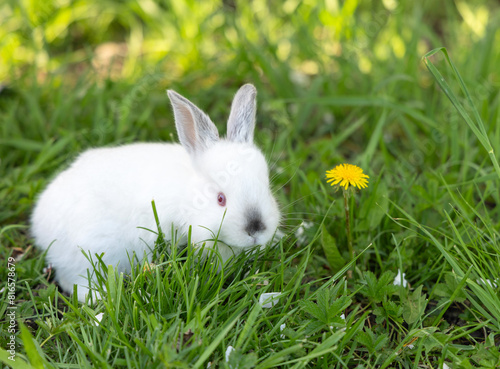 bunny cute rabbit in park on grass, blanket relaxing under blossom tree branch with small little flowers.animal smell a dandelion.sunny spring day.pet in basket in woman hand.