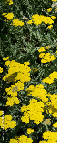 (Achillea Clypeolata) Yarrow 'Moonshine'. Clumps of gray-green pinnately and divided foliage with bright yellow flat flower heads on straight hairy stalks