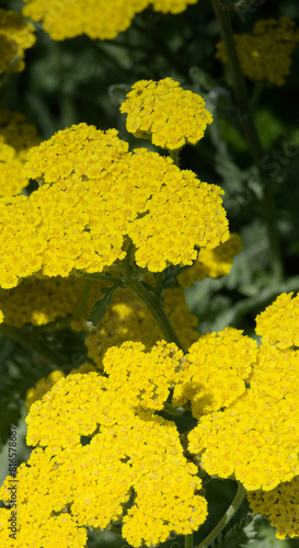 (Achillea Clypeolata) Yarrow 'Moonshine'. Showy inflorescence in flattened clusters of small bright yellow flower-heads mat-forming on straight hairy stalks

