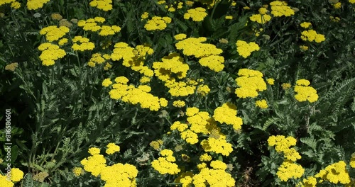 (Achillea Clypeolata) Yarrow 'Moonshine'. Clumps of gray-green pinnately and divided foliage with bright yellow flat flower heads on straight hairy stalks, attractive to the cottage garden
 photo