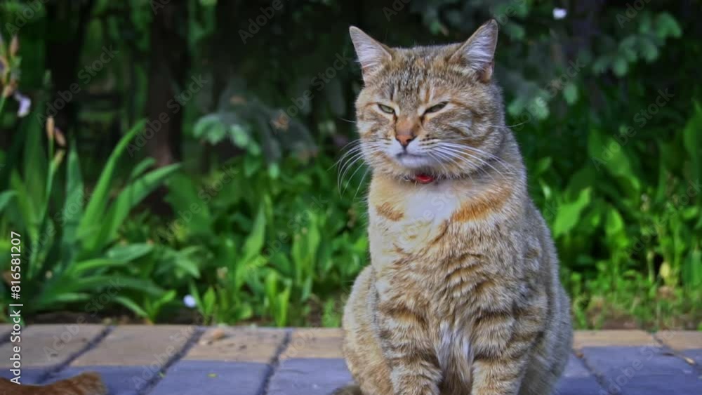 A ginger stray cat, wearing a collar, sits peacefully in a garden, its watchful eyes observing the surroundings. A ginger stray cat, wearing a collar, sits peacefully in a garden, its watchful eyes observing the surroundings.