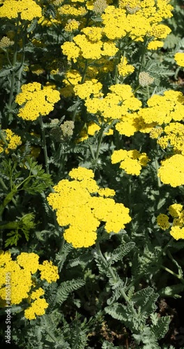 (Achillea Clypeolata) Yarrow 'Moonshine'. Showy inflorescence in flattened clusters of small bright yellow flower-heads mat-forming on straight hairy stalks
 photo