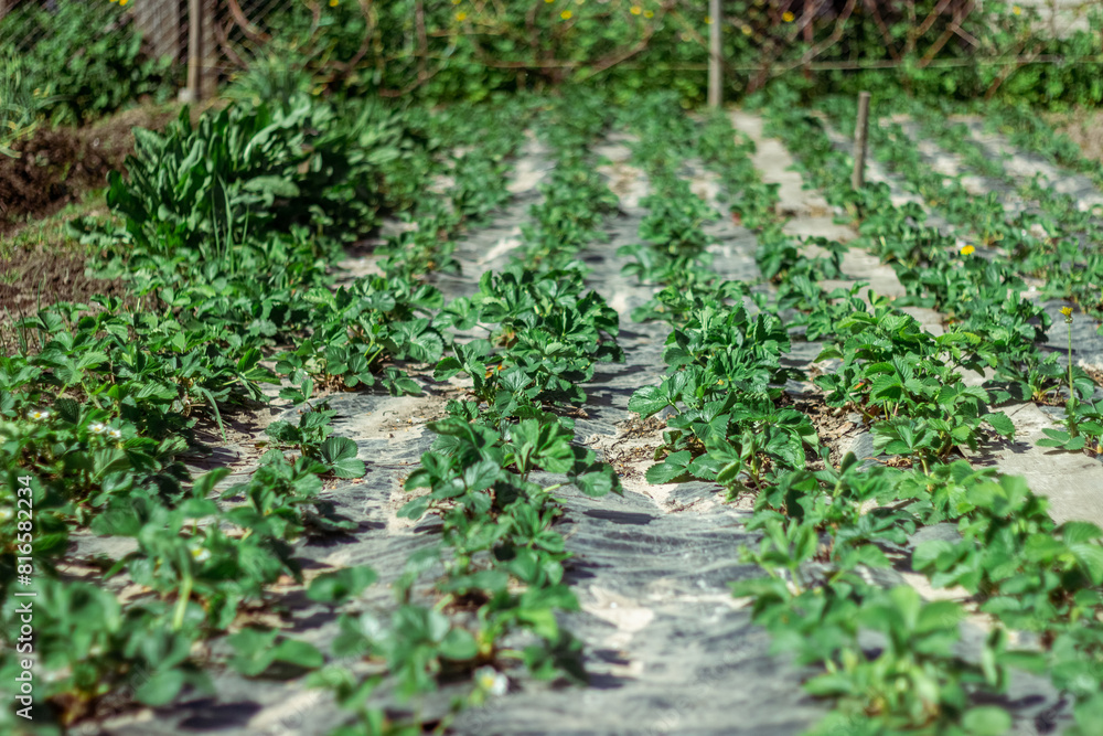 young strawberry bushes seedlings grow on a strawberry patch. gardening and strawberry cultivation concept young strawberry bushes seedlings grow on a strawberry patch. gardening and strawberry cultivation concept