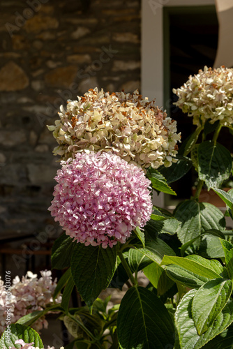 The hydrangea grows close-up on a flower bed