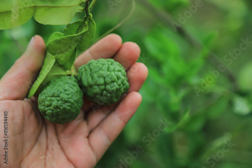 raw green bergamot on hand of farmer in growing of fruit in organic farming