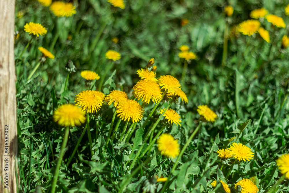 Beautiful flowers of yellow dandelions in nature in warm summer or spring on meadow in sunlight, macro. Dreamy artistic image of beauty of nature. Soft focus. Beautiful flowers of yellow dandelions in nature in warm summer or spring on meadow in sunlight, macro. Dreamy artistic image of beauty of nature. Soft focus.