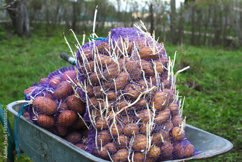 Organic potatoes with green sprouts
Organic potatoes with green sprouts in a basket and nets prepared for planting in the ground. Old onion with green rings. Spring time of agriculture. Organic food p