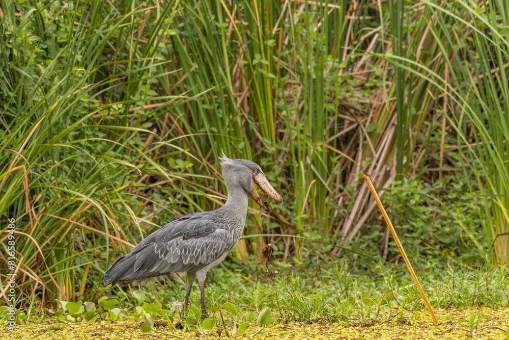 Naklejka premium African Balaeniceps (Balaeniceps rex) is a large African bird from the order of the rocks, known especially because of its conspicuously shaped beak.