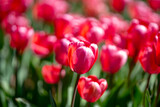 Flowers background. Spring blossom concept. Tulip flowers. Design for Valentines Day, Easter. Spring banner.