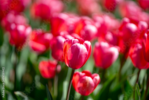 Flowers background. Spring blossom concept. Tulip flowers. Design for Valentines Day, Easter. Spring banner.