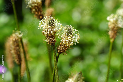 Close up flowers of ribwort plantain (Plantago lanceolata), family Plantaginaceae. A faded green background. Spring, Netherlands, May photo