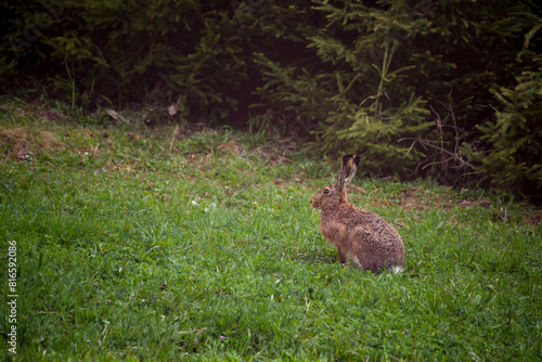 a european hare, lepus europaeus, on a mountain meadow at a spring morning photo