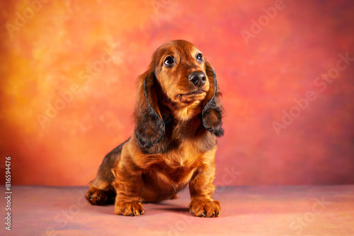 A three-month-old long-haired red standard dachshund puppy sits on a red background and looks up