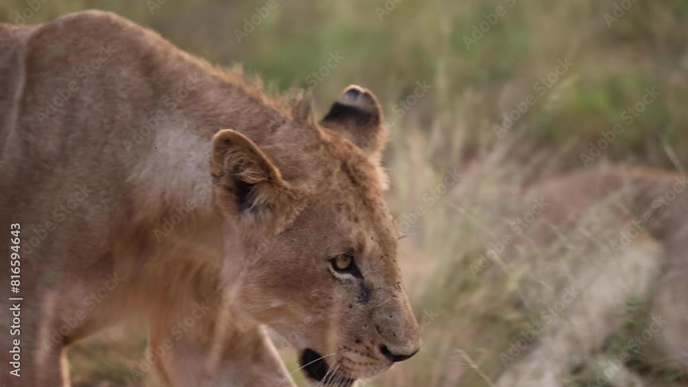 Lioness walking in grass South Africa Lioness walking in grass South Africa