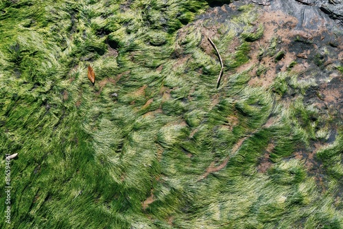 Algae moss texture on rocks at the beach Awhitu, Waiuku, Auckland, New Zealand. photo