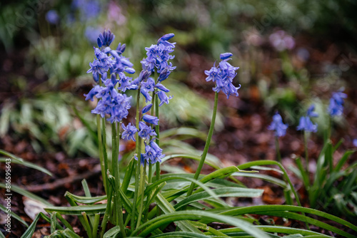 Close-Up of Bluebells in a Garden Bed