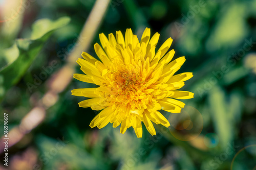 Yellow flowers of dandelions in green backgrounds. Spring and summer background, Australia native plants