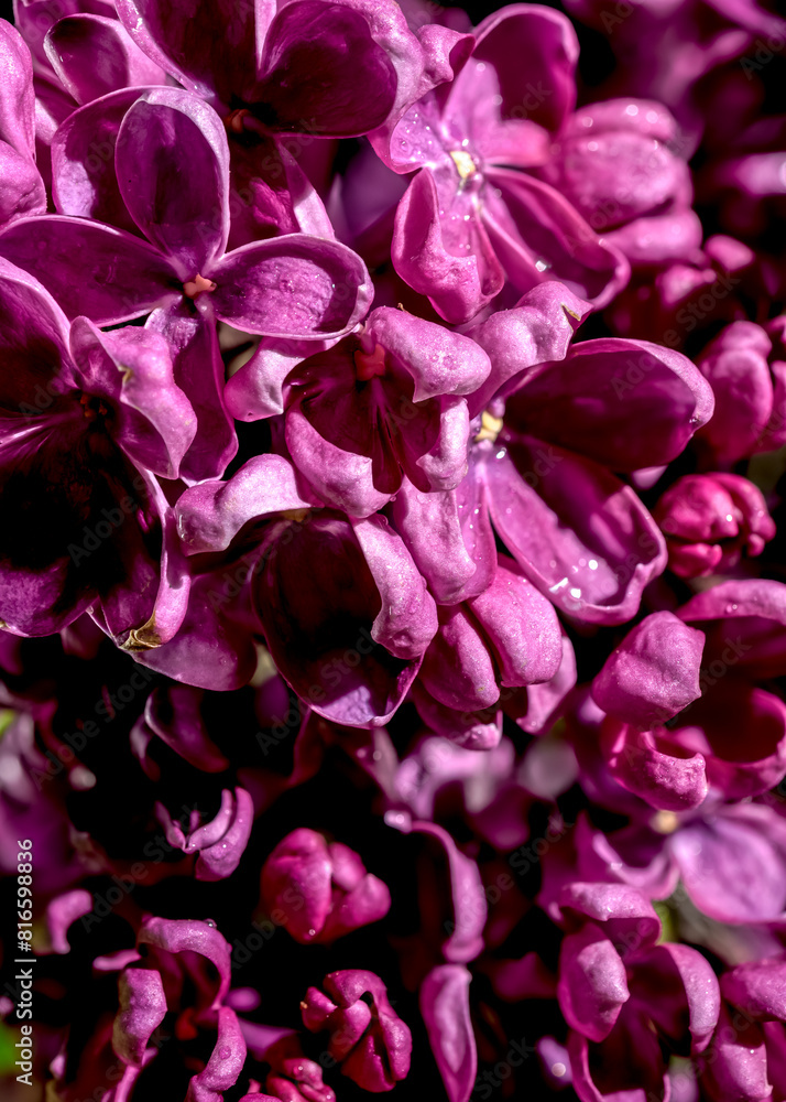 Blooming dark purple lilac on a black background Blooming dark purple lilac on a black background