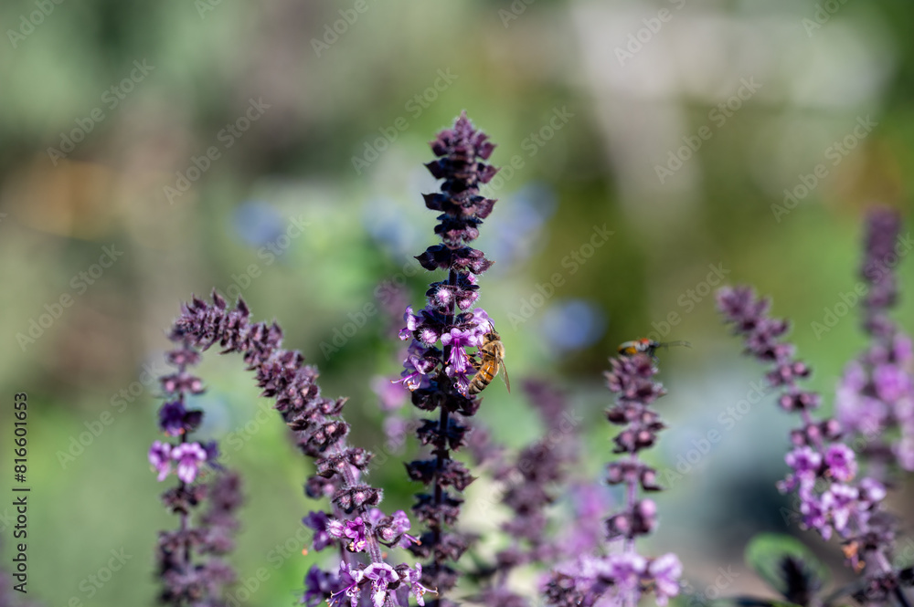 Purple Dark Opal Basil plant blooming in the garden bed, purple basil flowers. Seasoning of basil growing in the garden. Healthy herb used in salads, Selective focus Purple Dark Opal Basil plant blooming in the garden bed, purple basil flowers. Seasoning of basil growing in the garden. Healthy herb used in salads, Selective focus